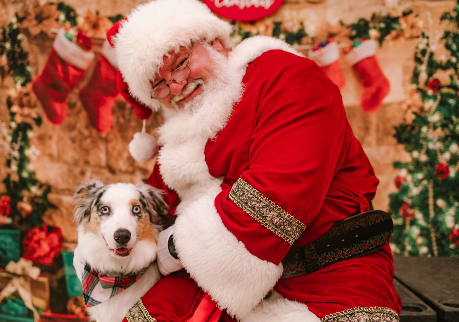Santa Claus poses with a blue-eyed Australian Shepherd dog wearing a plaid scarf for a Christmas portrait.