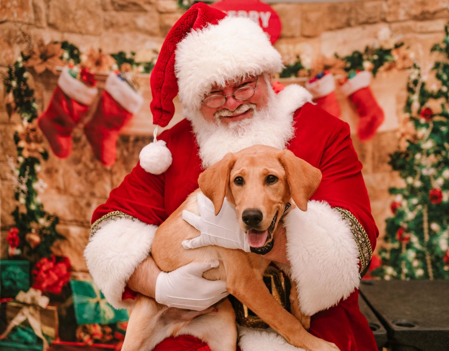 Santa Claus holds a golden Labrador puppy on his lap during a festive holiday Christmas photo session.