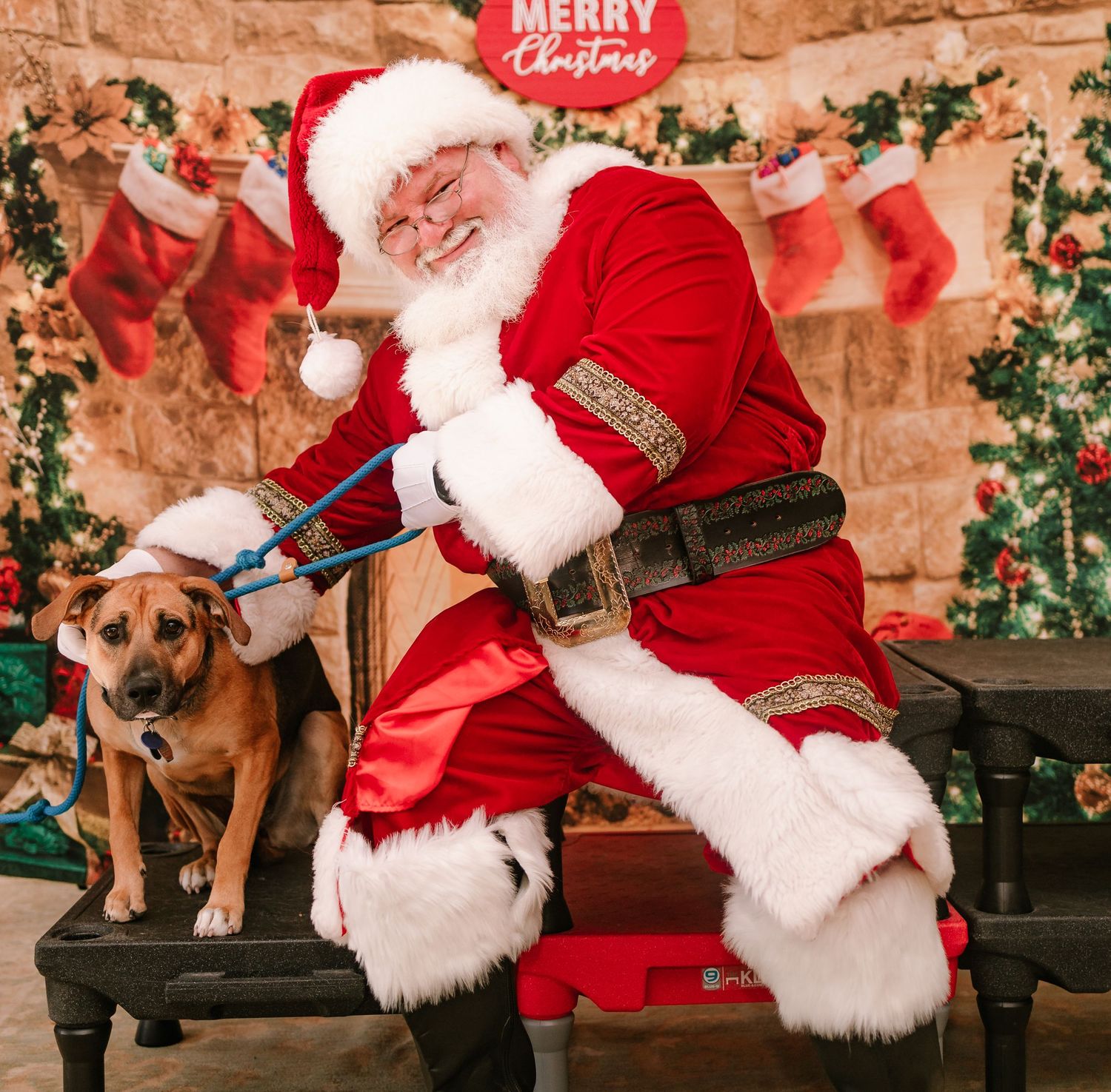 Santa Claus sits on a bench smiling beside a brown mixed-breed dog during a festive Christmas photo session.