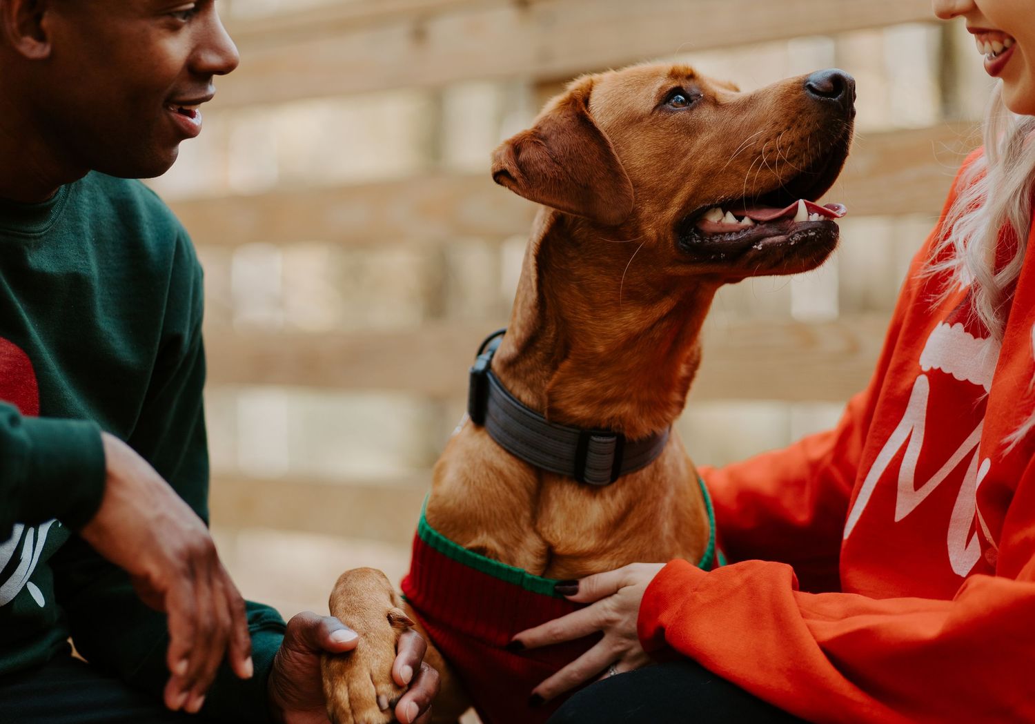 Couple in festive sweaters petting their brown Vizsla dog wearing a holiday outfit on a wooden deck.
