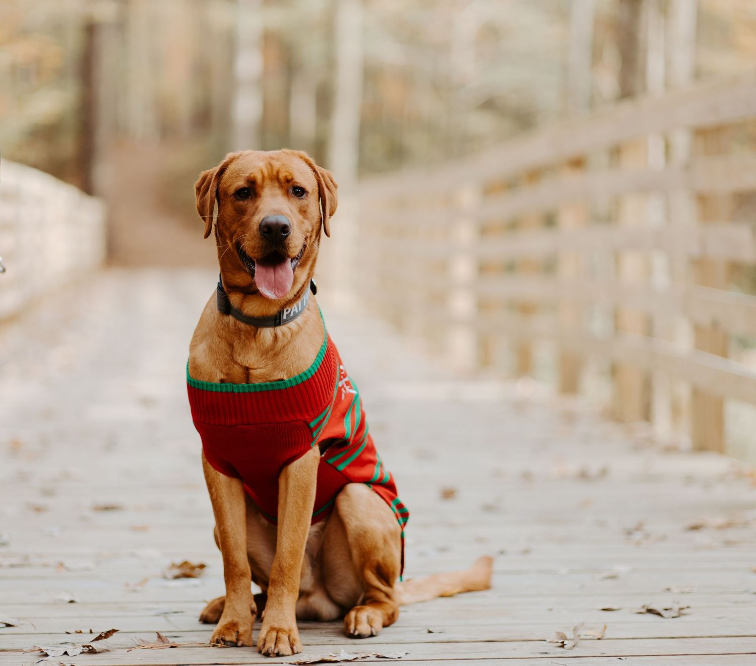 Brown Vizsla dog in red and green holiday sweater sitting on a wooden bridge in autumn forest.