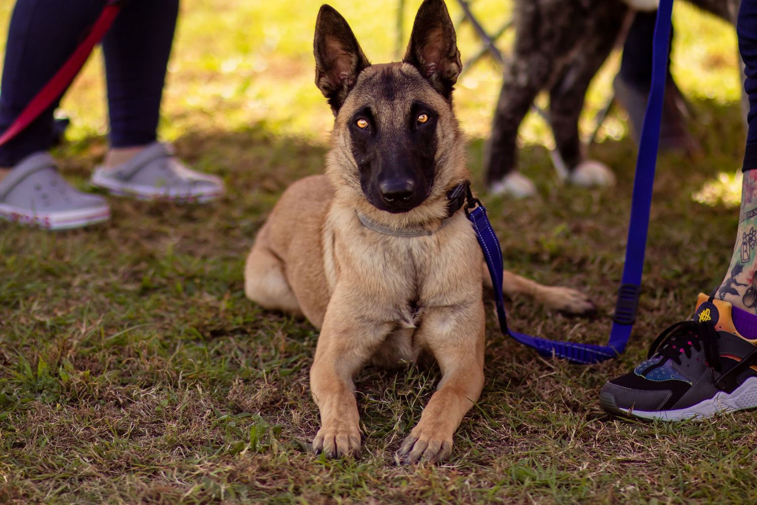 Belgian Malinois dog on a blue leash lying on grass at a park.