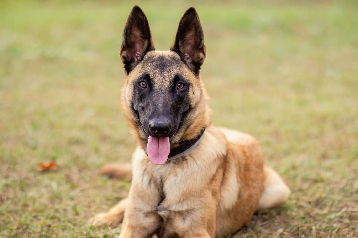 Belgian Malinois dog lying on green grass with tongue out.