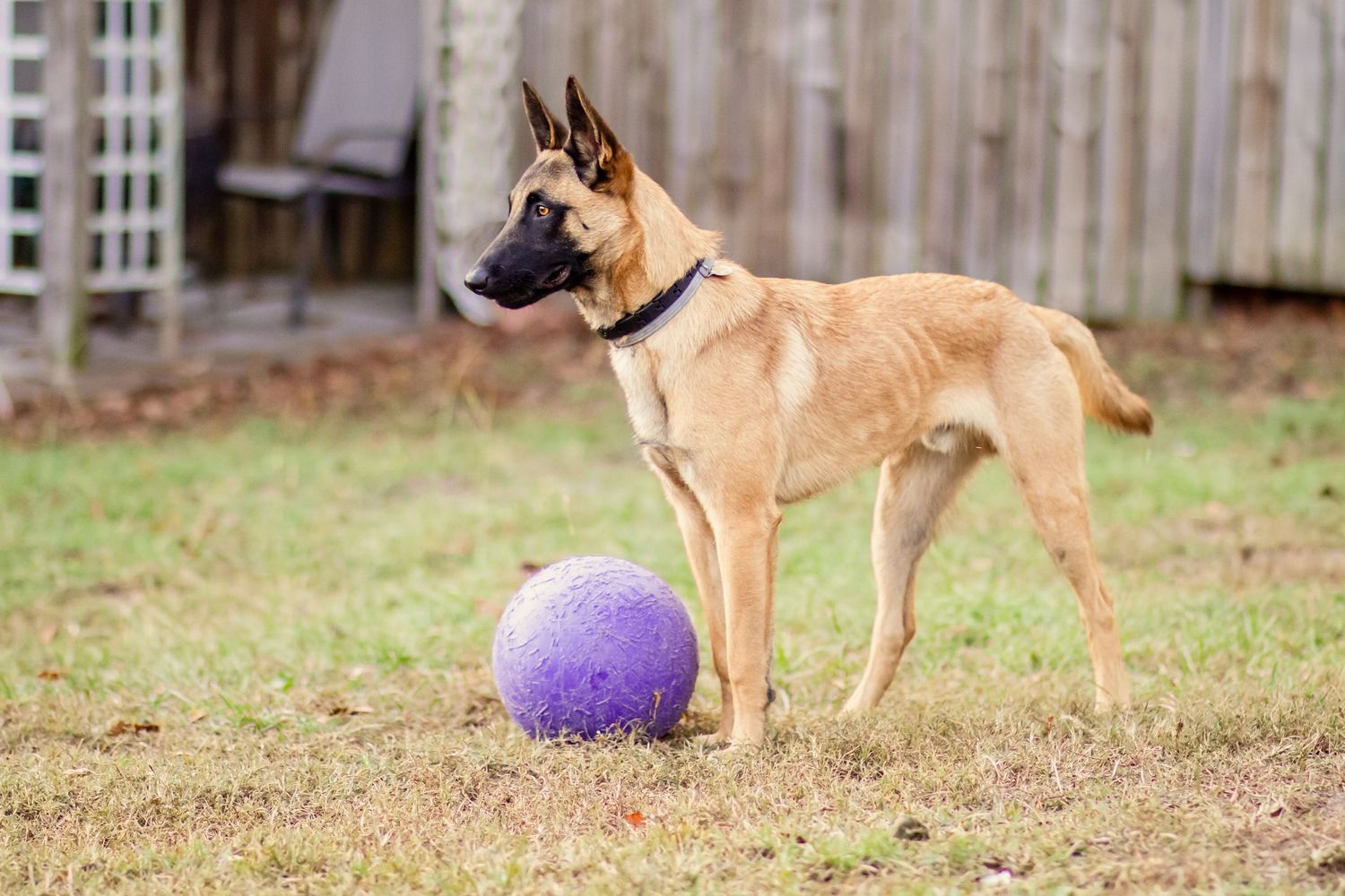 Belgian Malinois dog standing next to a purple ball in a backyard.
