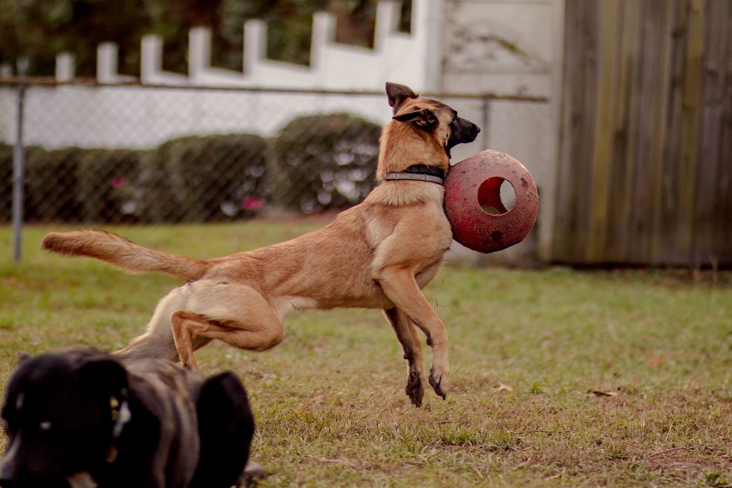 Belgian Malinois dog jumping with a red toy in its mouth outdoors.