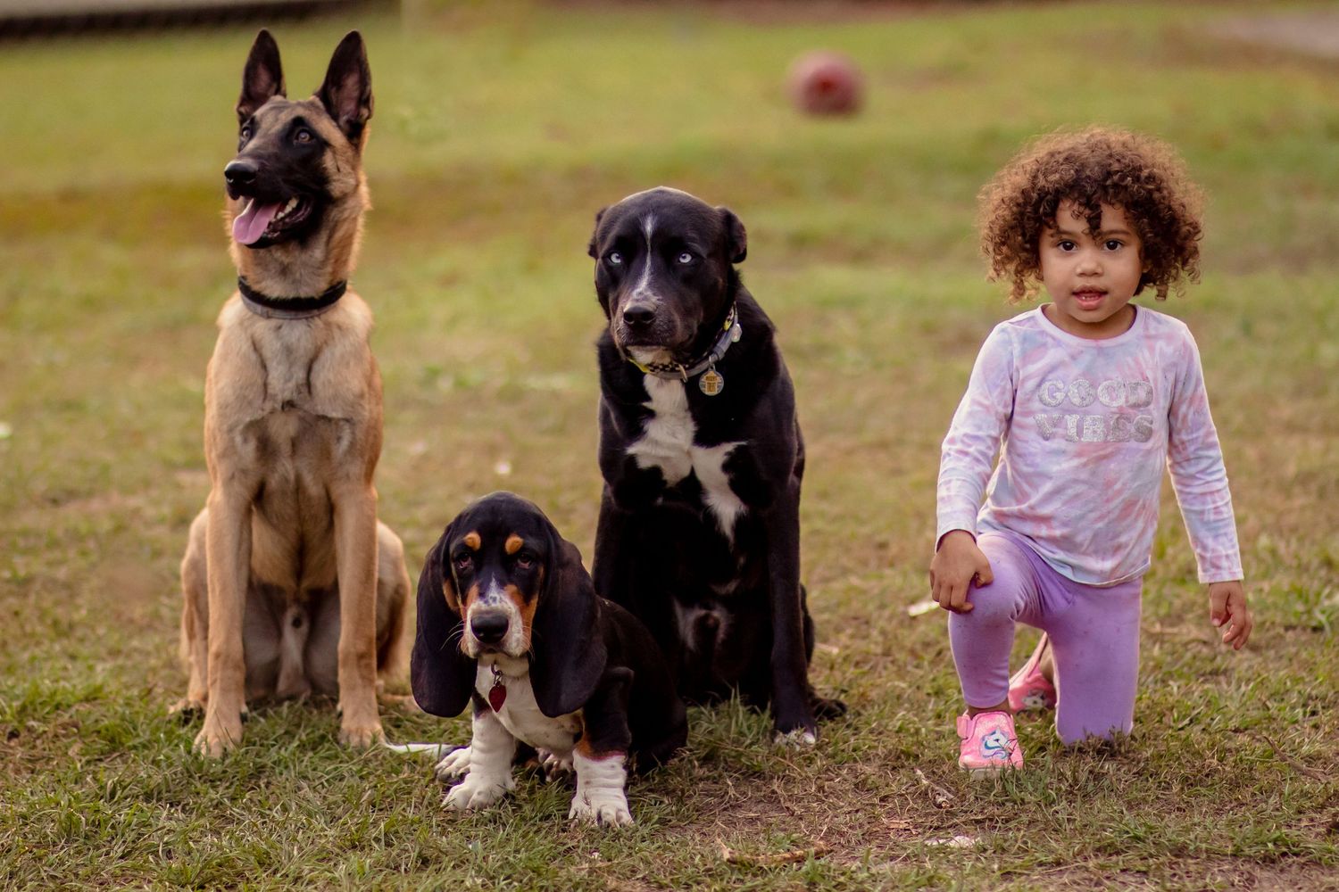 Three dogs and a curly-haired toddler girl standing together on grass.