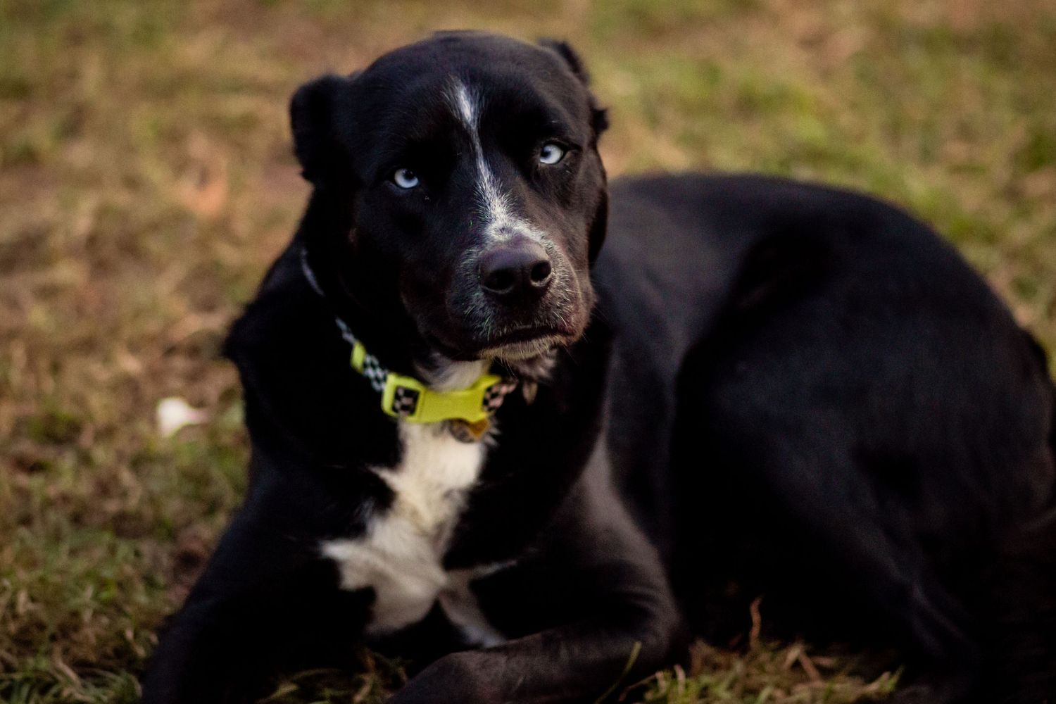 Black and white dog lying on grass wearing a yellow bandana.