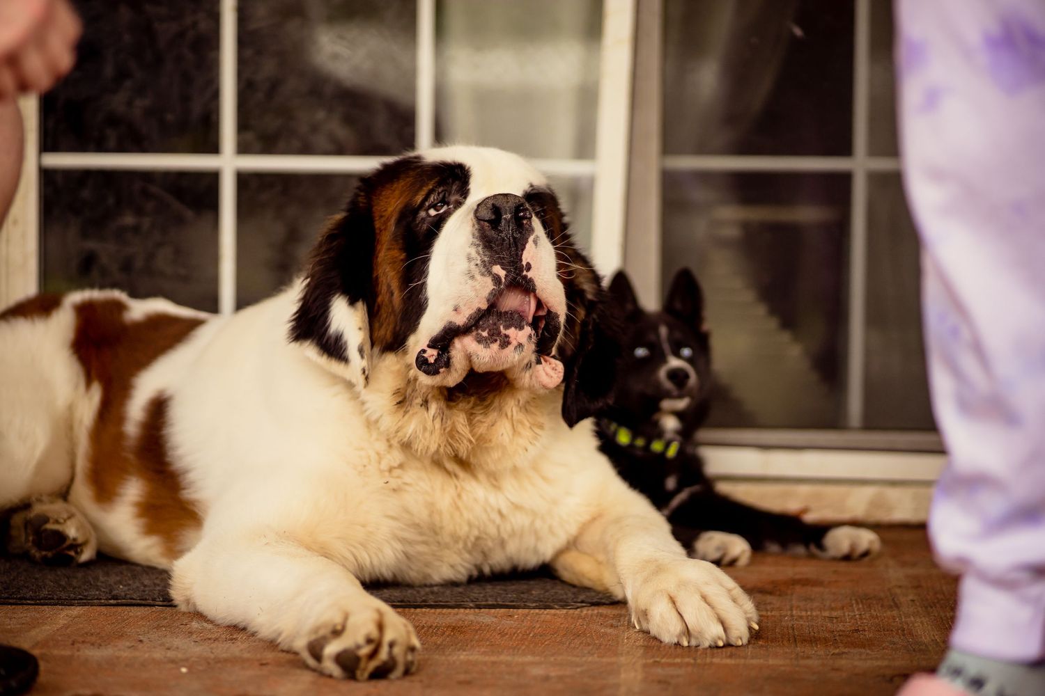 A Saint Bernard dog lies on a porch with a small black dog resting behind it.