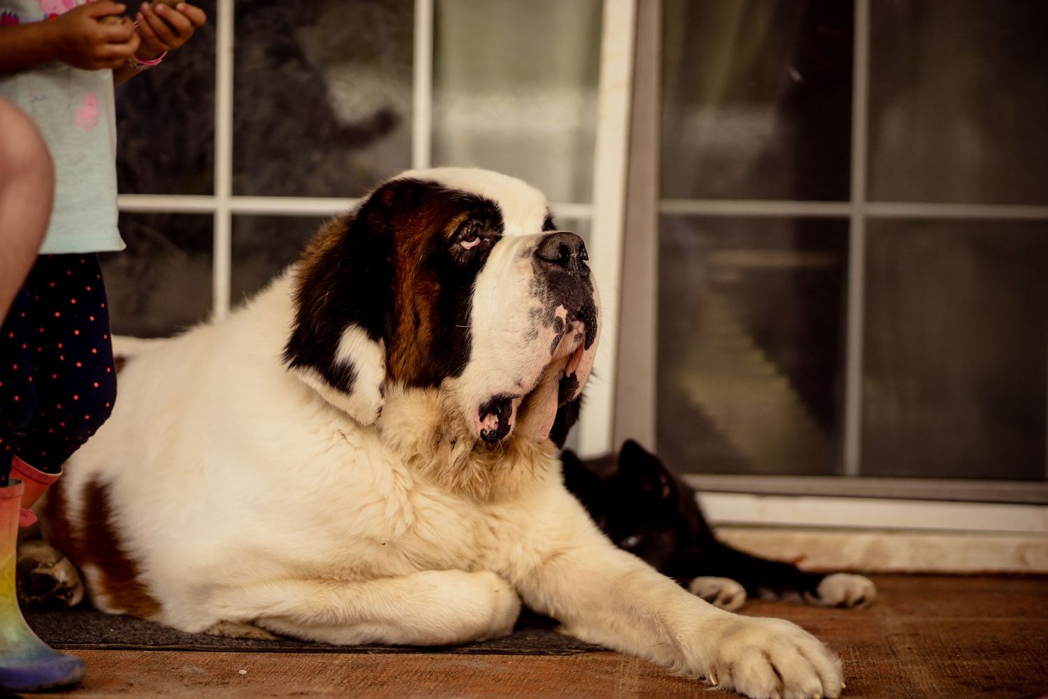 A large Saint Bernard dog lies on a wooden porch near a glass door.