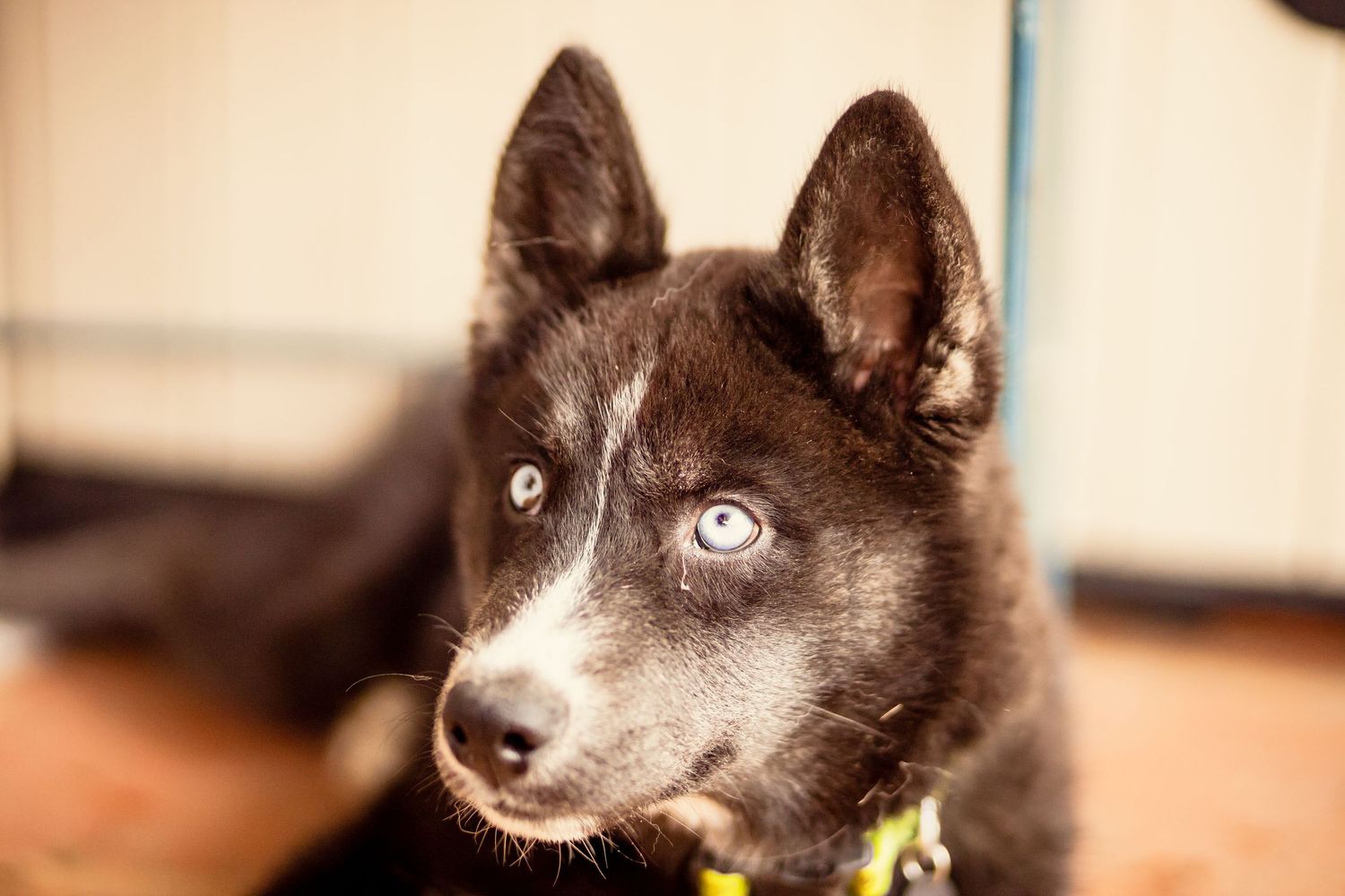 Close-up of a black Husky puppy with striking blue eyes wearing a yellow collar.