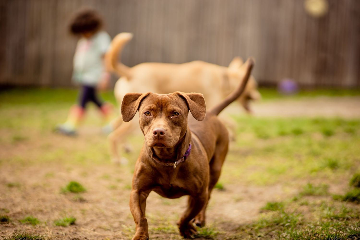 A brown Pitbull runs toward the camera in a grassy backyard with a fence.