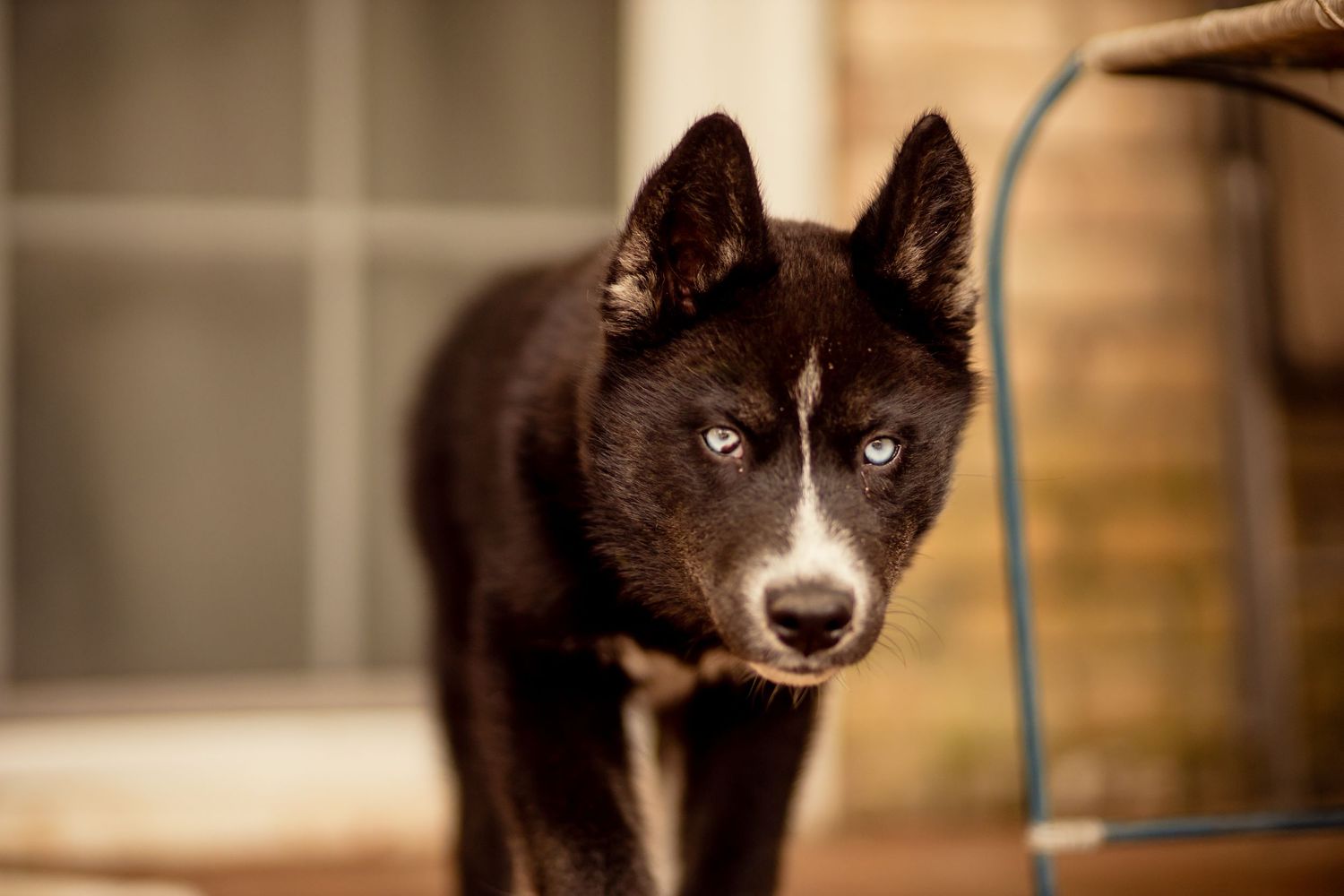 A black and white Husky puppy with blue eyes stands near a door looking forward.
