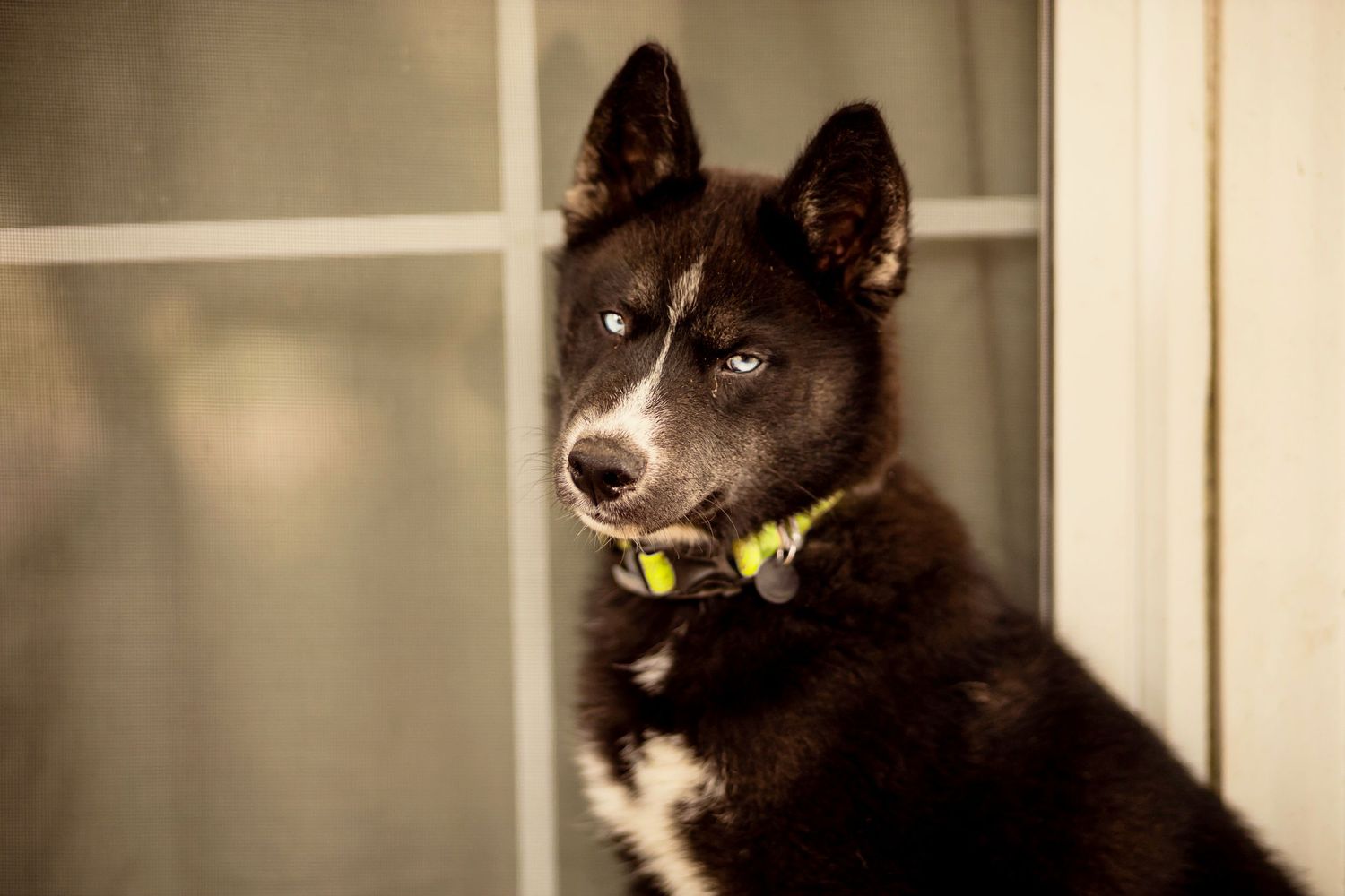Black Husky dog with striking blue eyes wearing a yellow collar near a glass door.