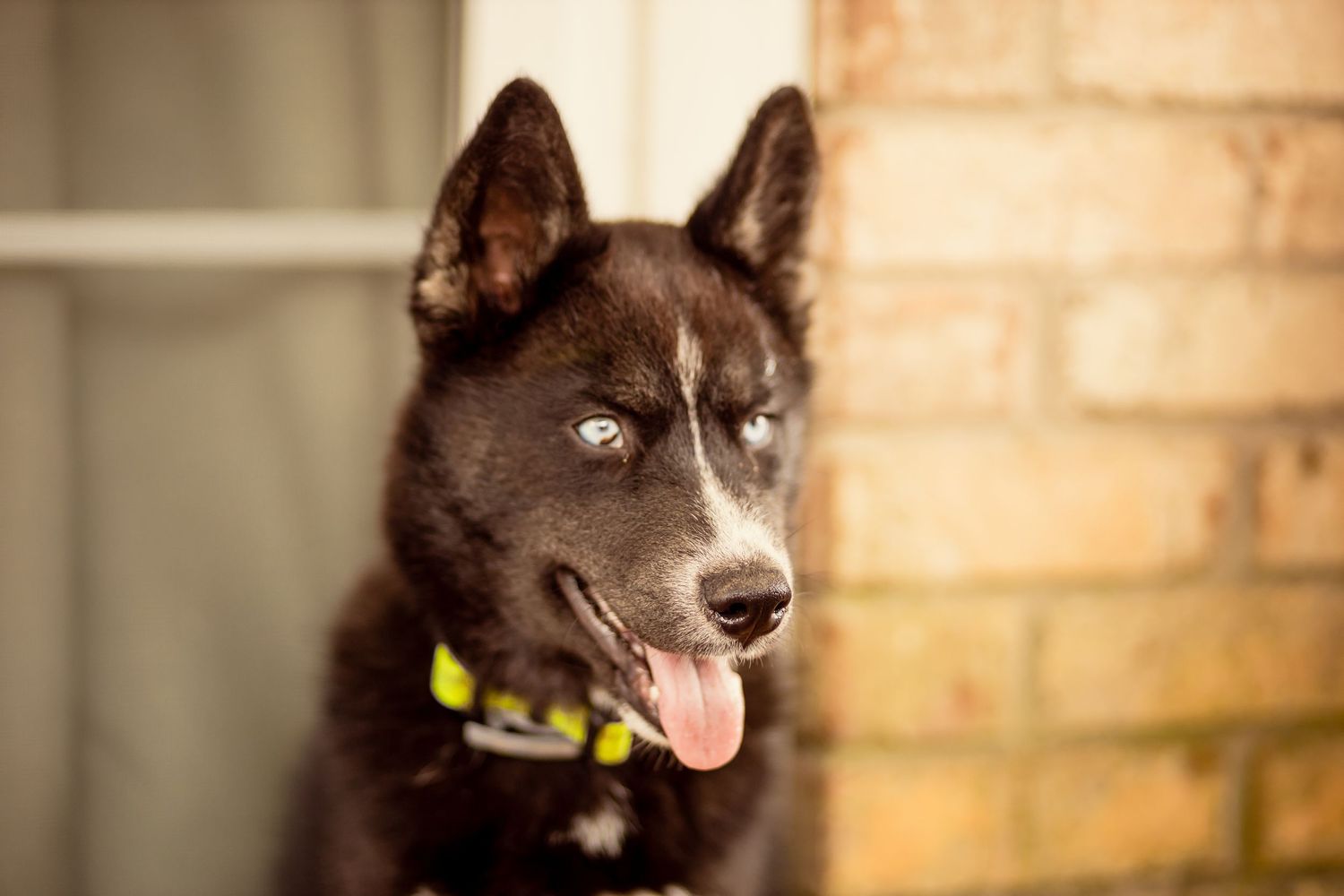 Black Husky dog with blue eyes and yellow collar sitting near a brick wall.
