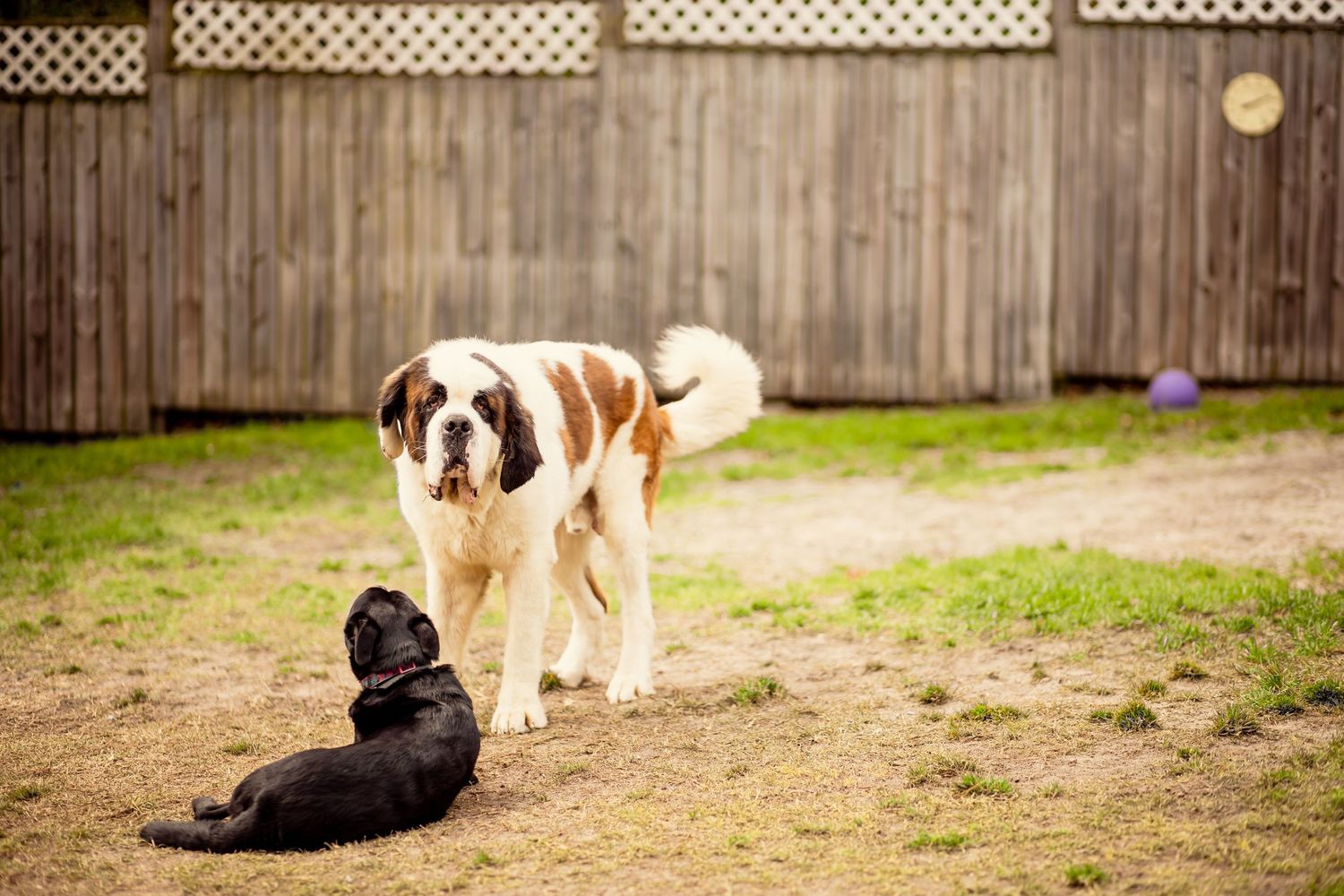A large Saint Bernard dog stands over a small black puppy in a fenced backyard.