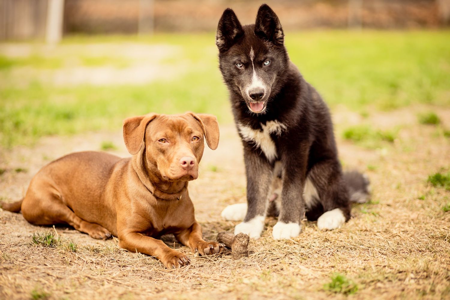 A brown Labrador and a black Husky puppy sit together on a dirt and grass yard.
