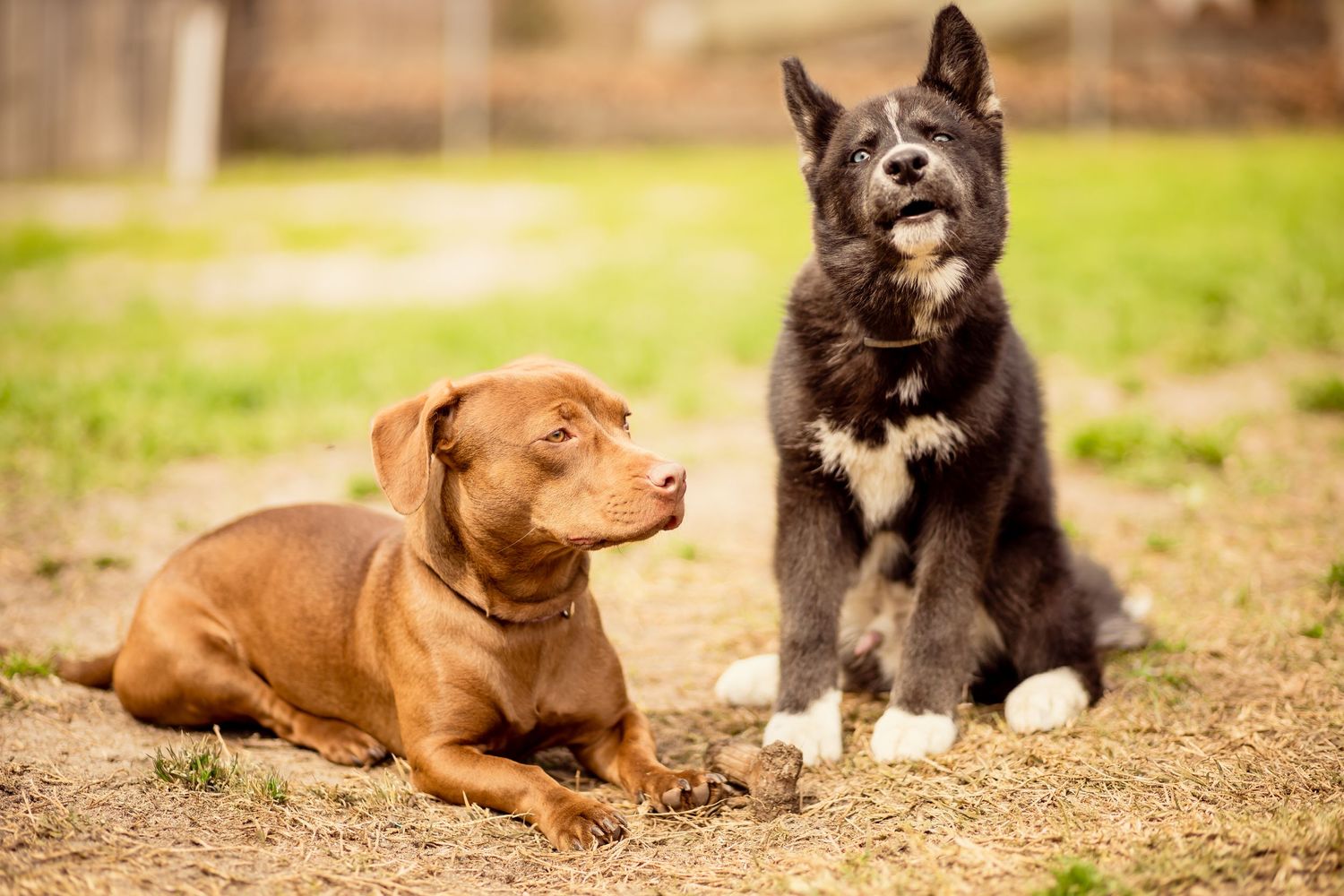 A brown Pitbull lies beside a black and white Husky puppy outdoors on sandy ground.