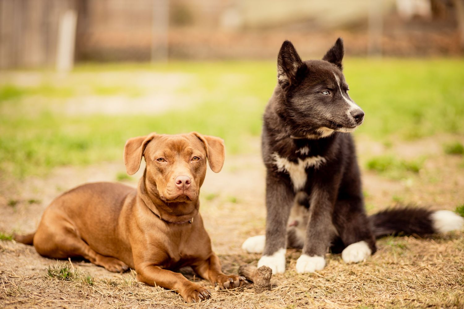 A brown Pitbull and a black Husky puppy rest together on dry dirt with green grass.