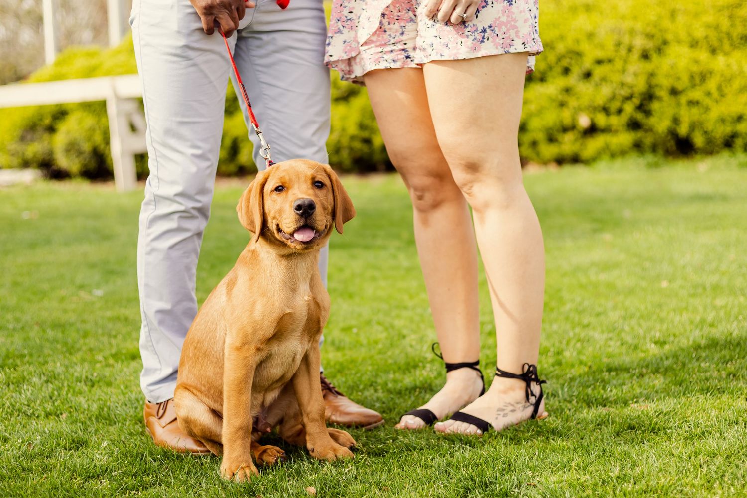 Couple standing with golden Labrador puppy on red leash on manicured lawn.
