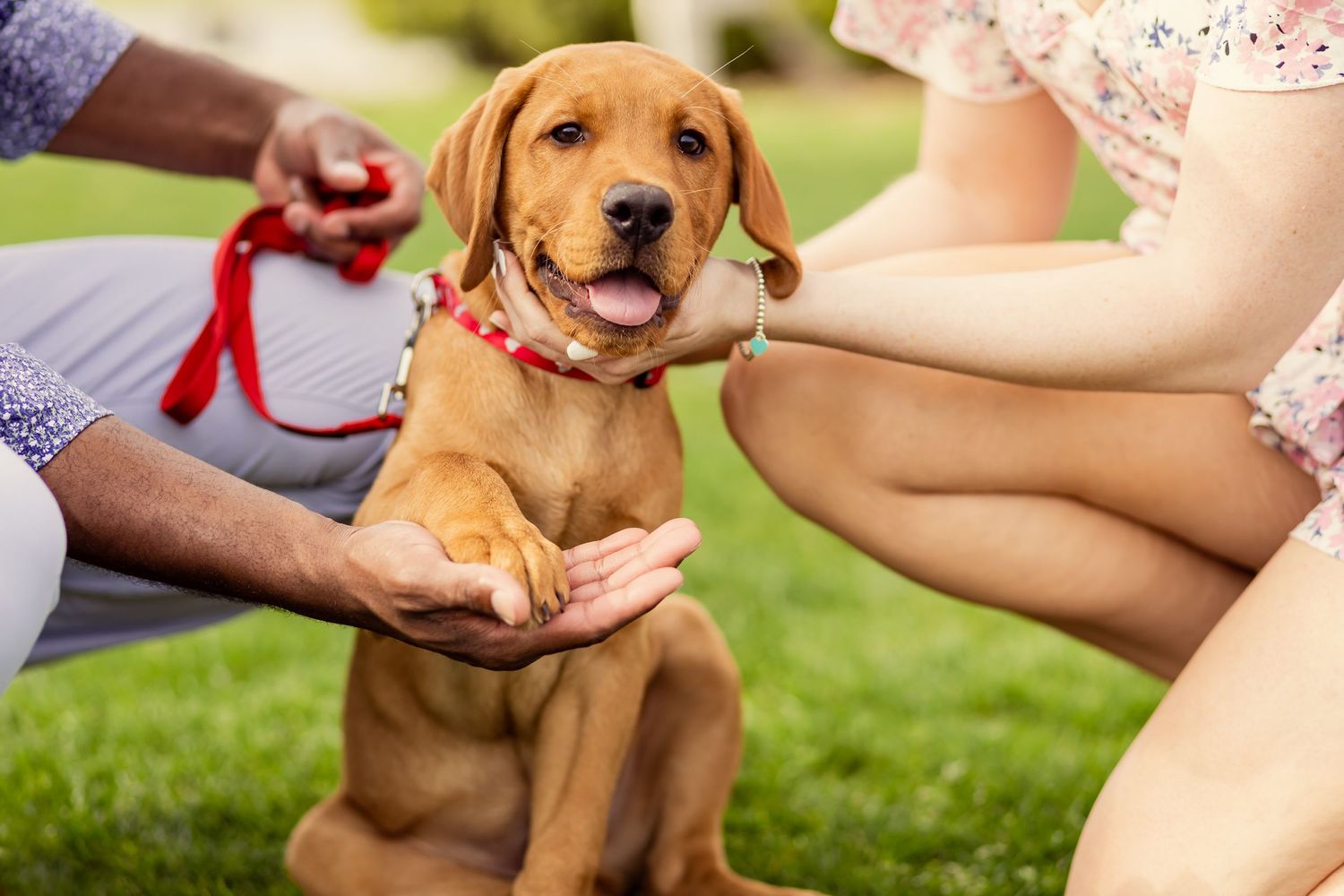 Couple interacting with golden Labrador puppy sitting on green grass outdoors.