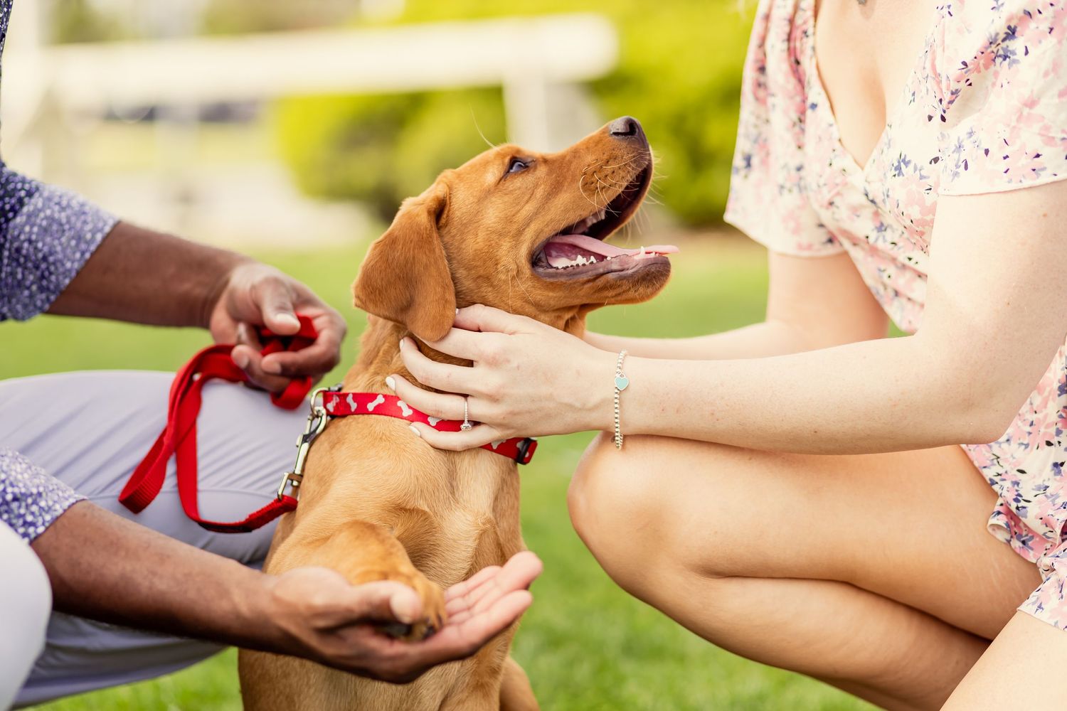 Couple playing with excited golden Labrador puppy wearing red collar outdoors.