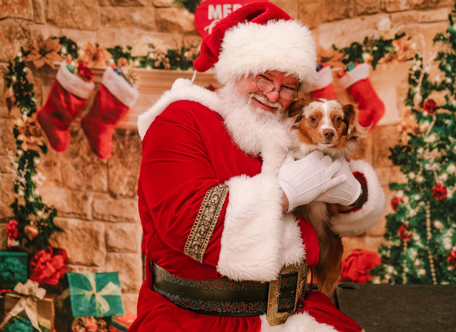 Santa Claus holds up a small brown and white puppy while smiling during a festive Christmas photo session.