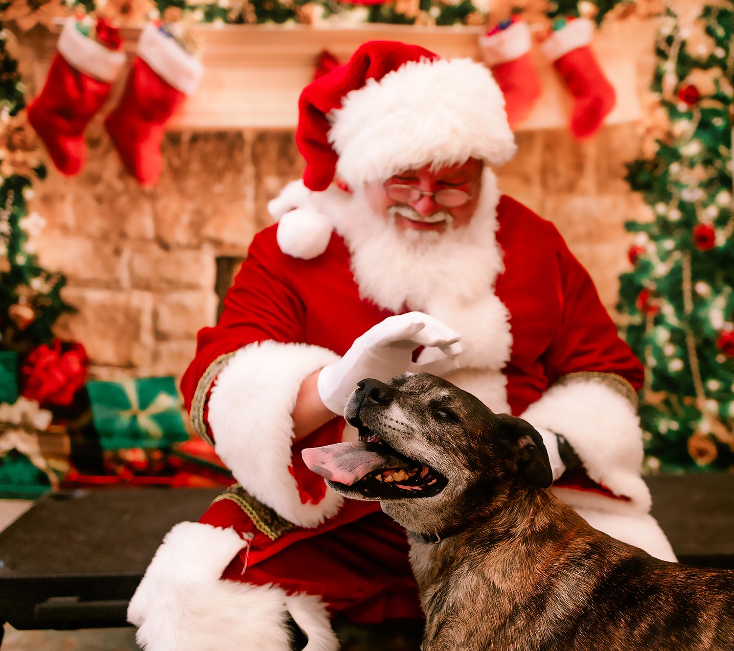 Santa Claus laughing as a brindle dog licks his gloved hand before a festive holiday fireplace.
