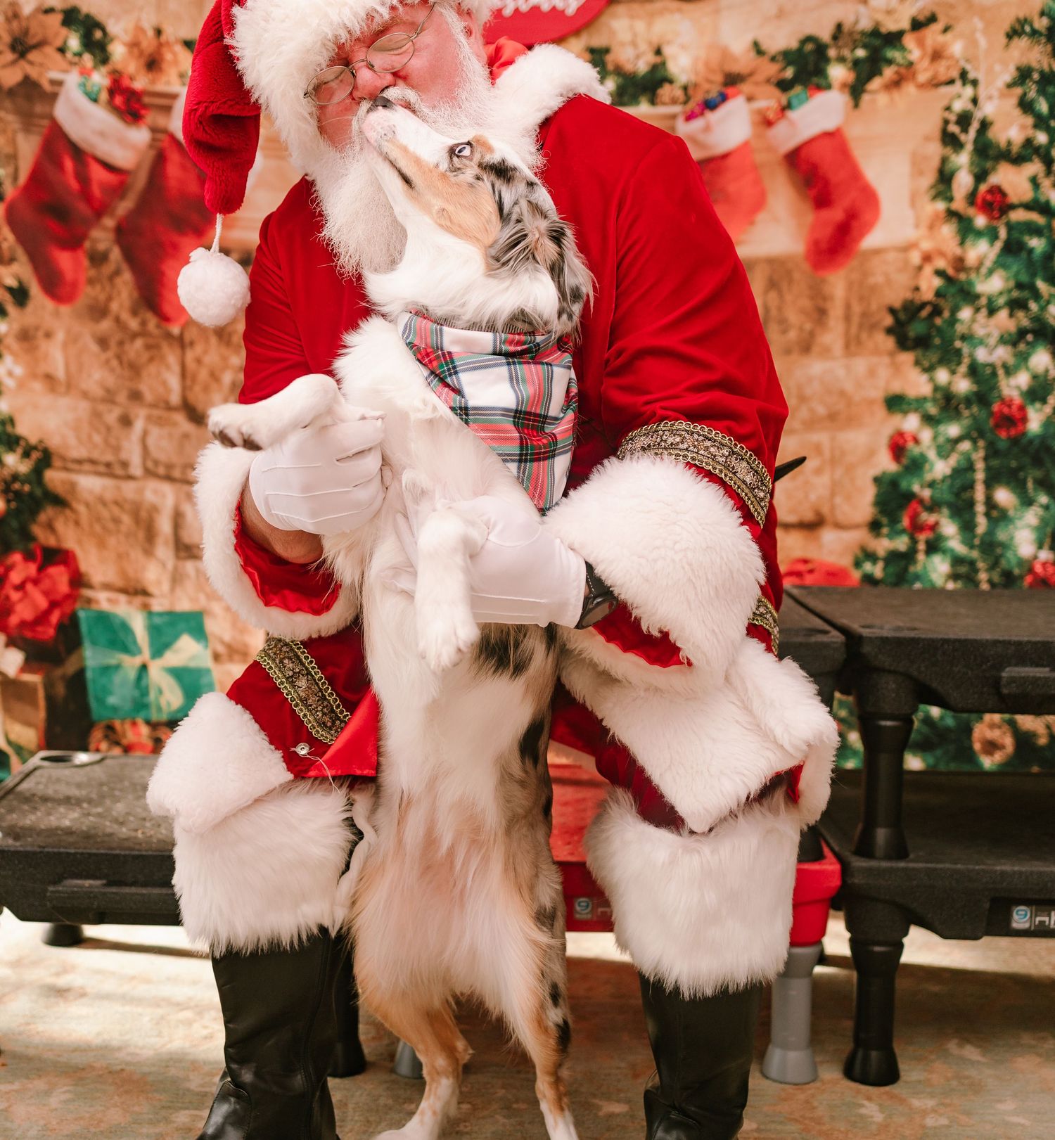Santa Claus interacts with an Australian Shepherd dog standing on hind legs during a Christmas photo session.