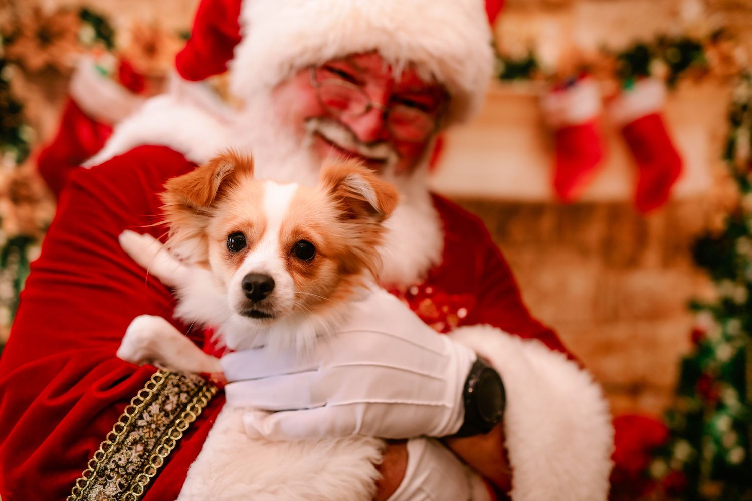 Santa Claus holding an adorable small brown and white Papillon dog for Christmas portrait.
