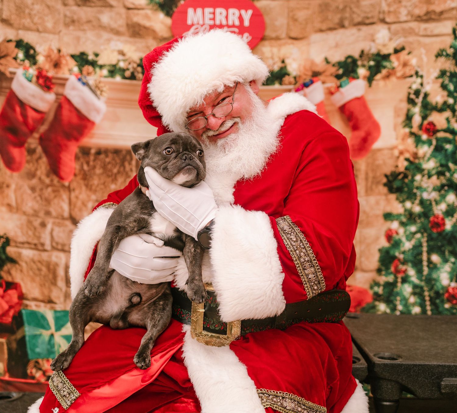 Santa Claus holds and cuddles a small gray French Bulldog puppy during a festive Christmas portrait session.