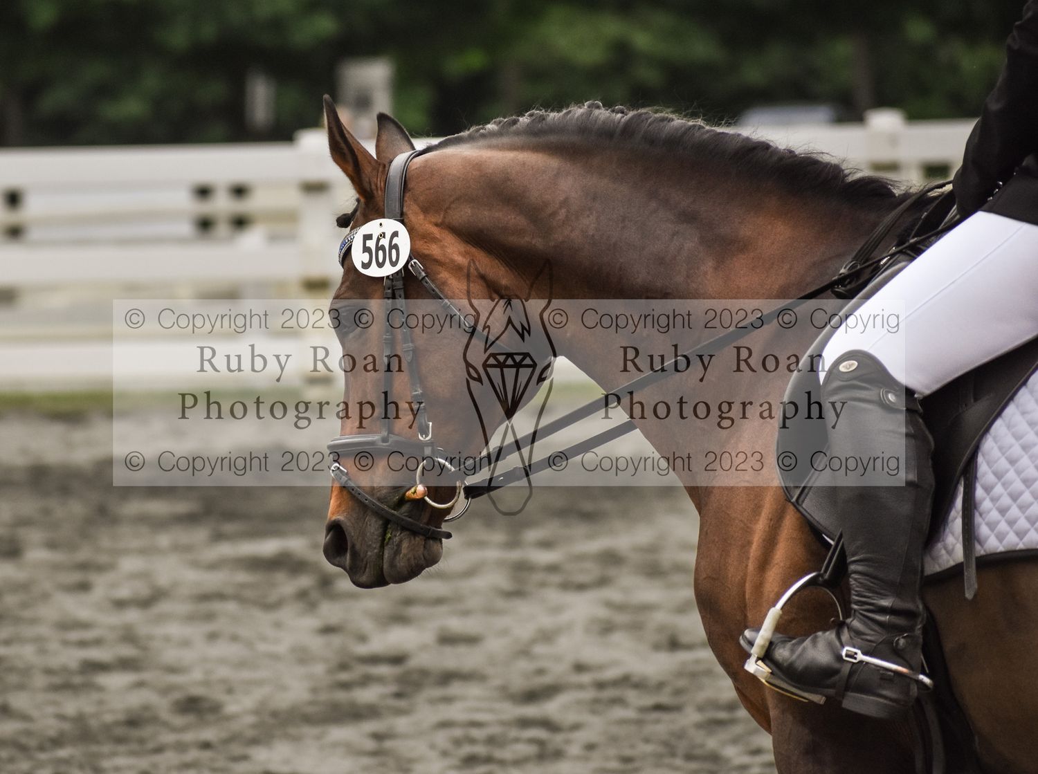 brown horse looking left
