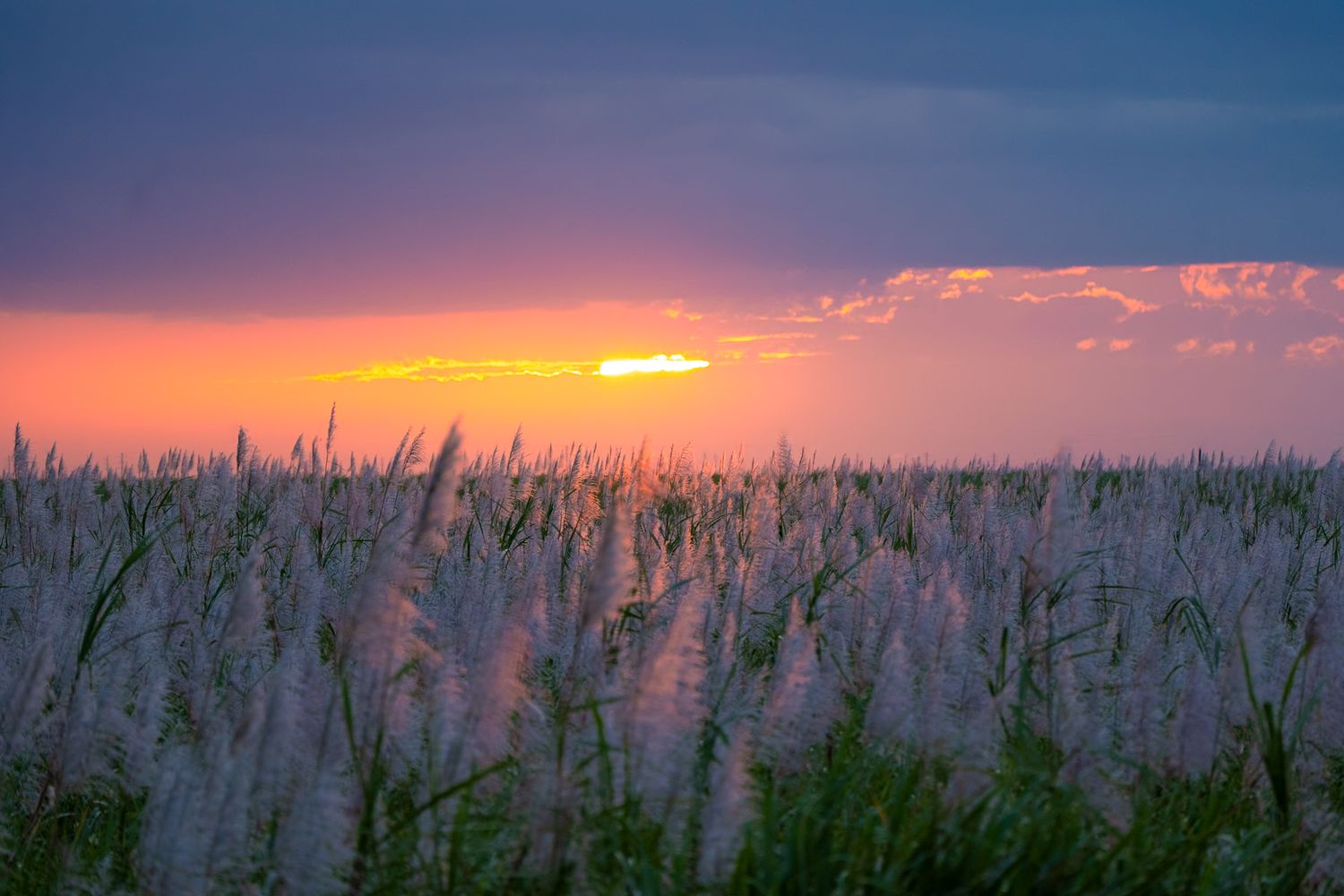 Panoramic sunset view over tall grass field with vibrant pink and purple sky.