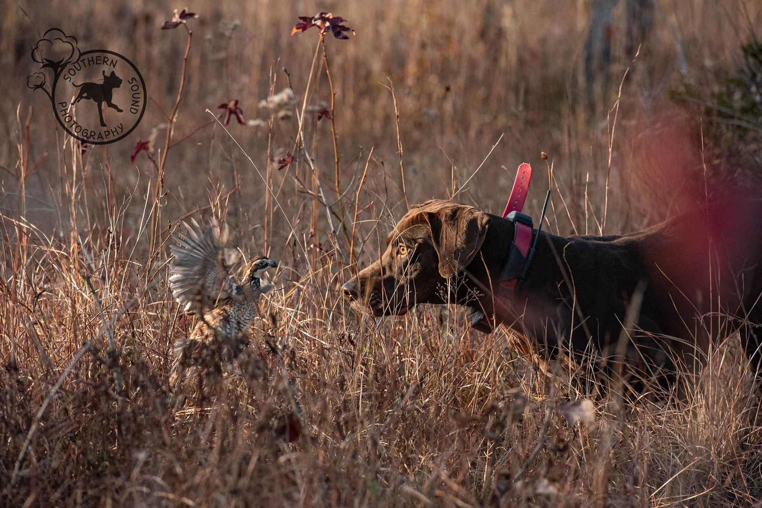 A・B・フロスト、「QUAIL SHOOTING: A DEAD STAND」 quail hunting in central and south texas with belgium