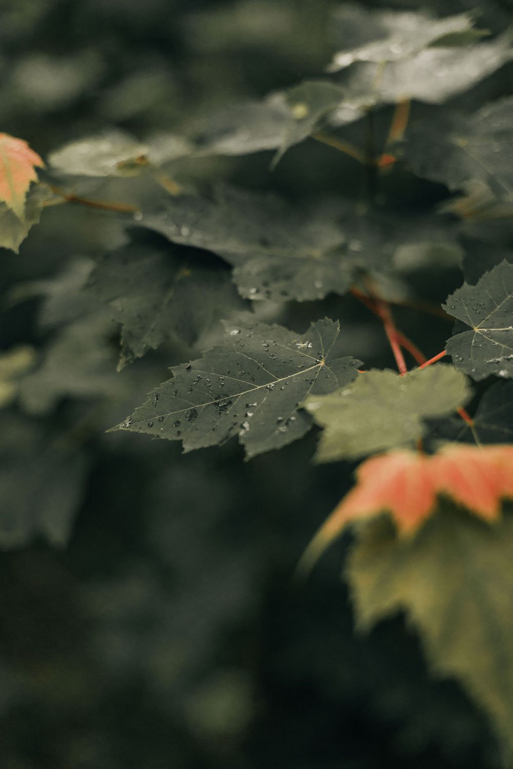 Macro shot of wet maple leaves with water droplets in moody lighting.