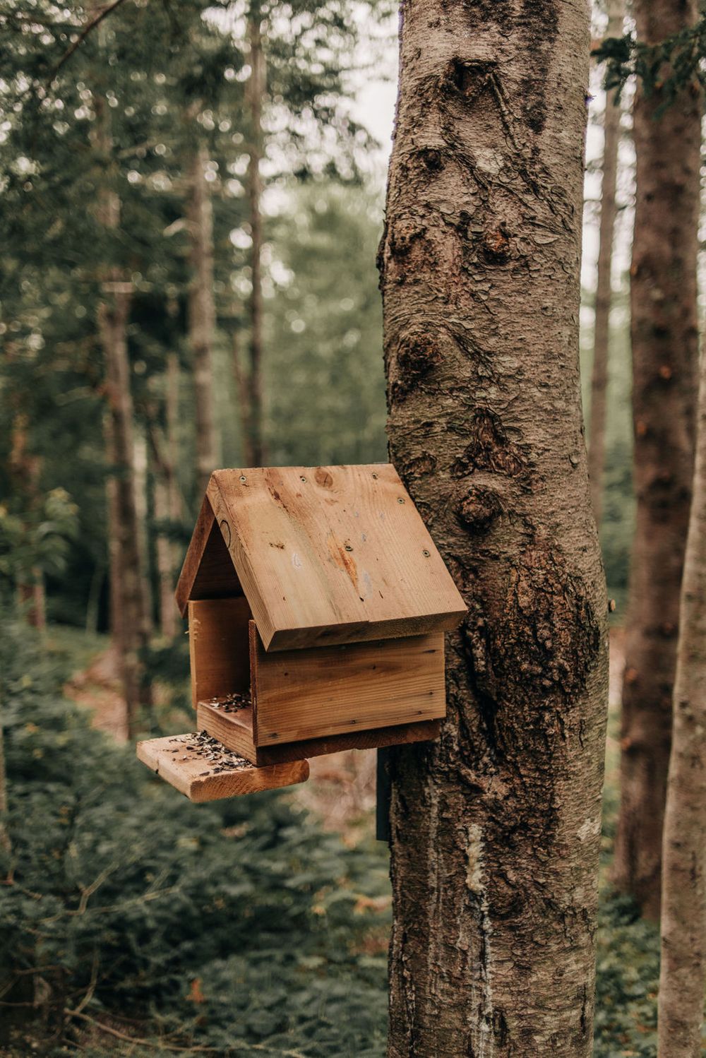 A wooden birdhouse mounted on a tree trunk in a lush forest setting.