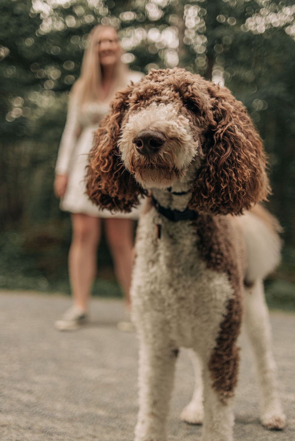 Close-up portrait of a brown and white doodle dog with curly fur on a forest path.
