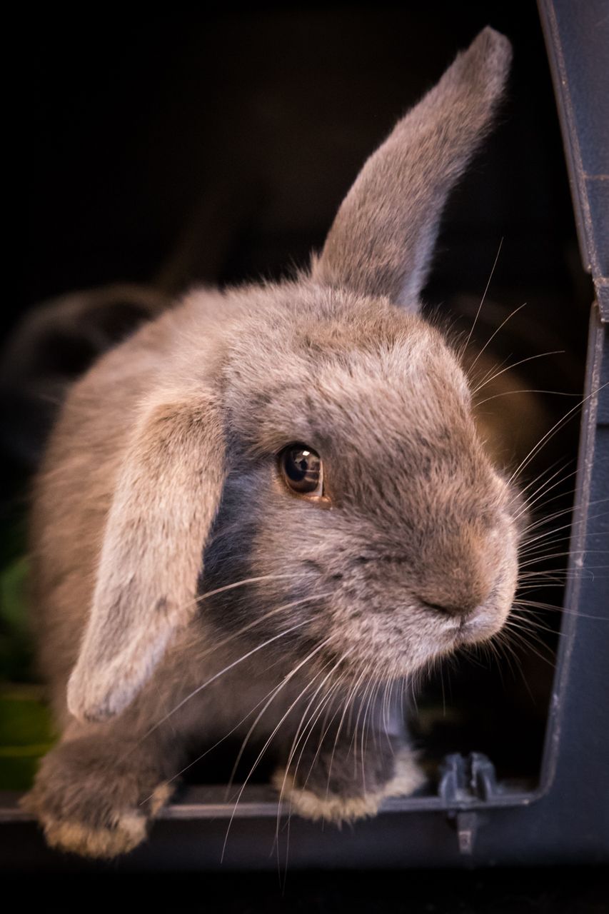 Close-up series of a gray rabbit's face peeking through a dark frame.