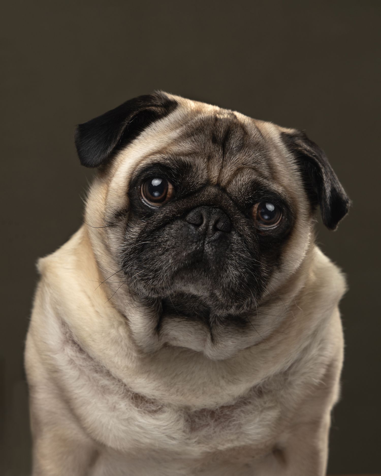 Pug, Studio Pets Photographer, Dog's photographer, Northampton, Wootton area. www.elenabrownportraits.co.uk, pug