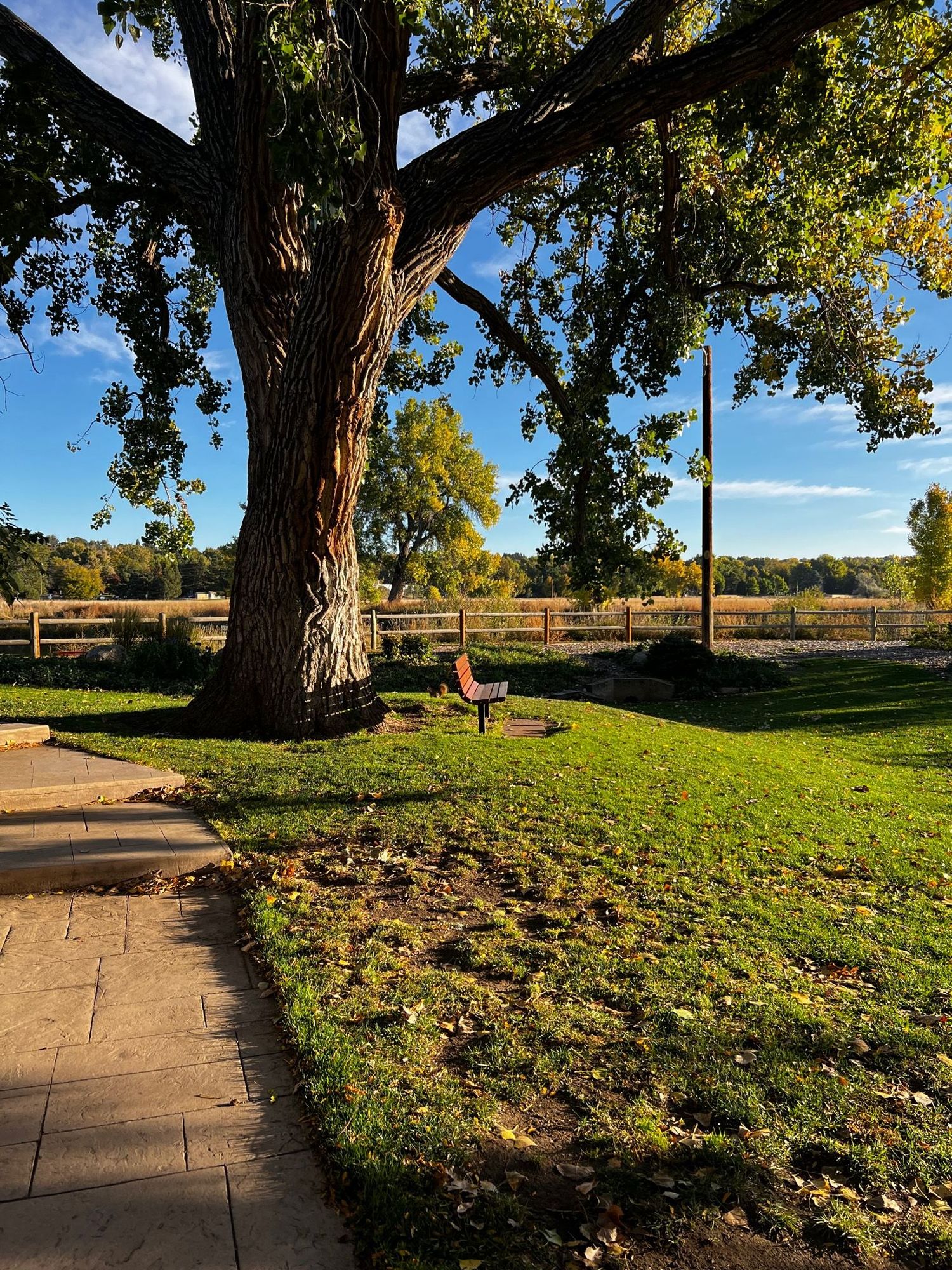 Cottonwood tree