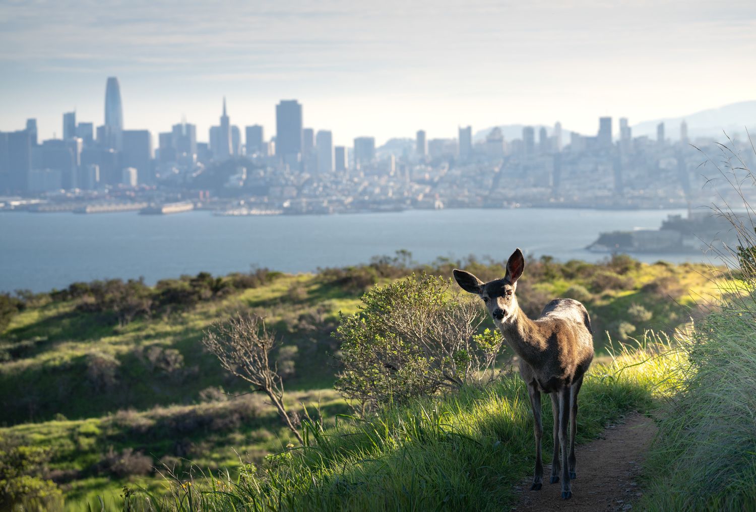 A deer stands on a hillside trail overlooking the San Francisco skyline across the bay on a misty morning.