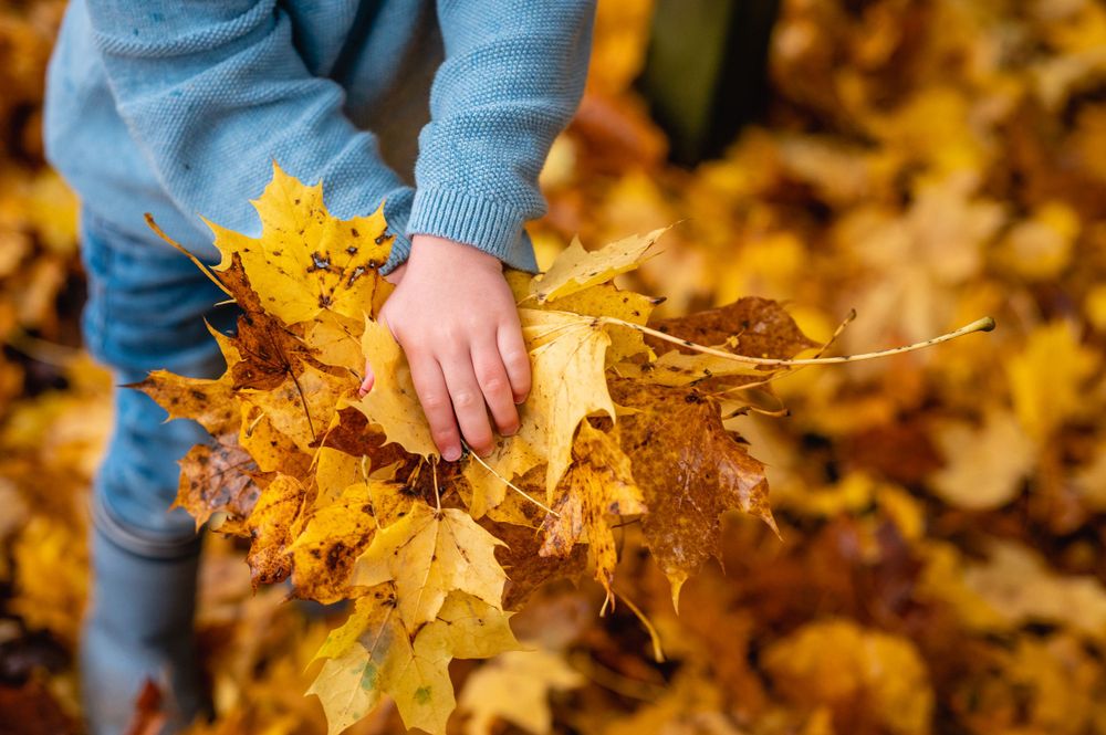 child holding yellow leaves wearing blue jumper