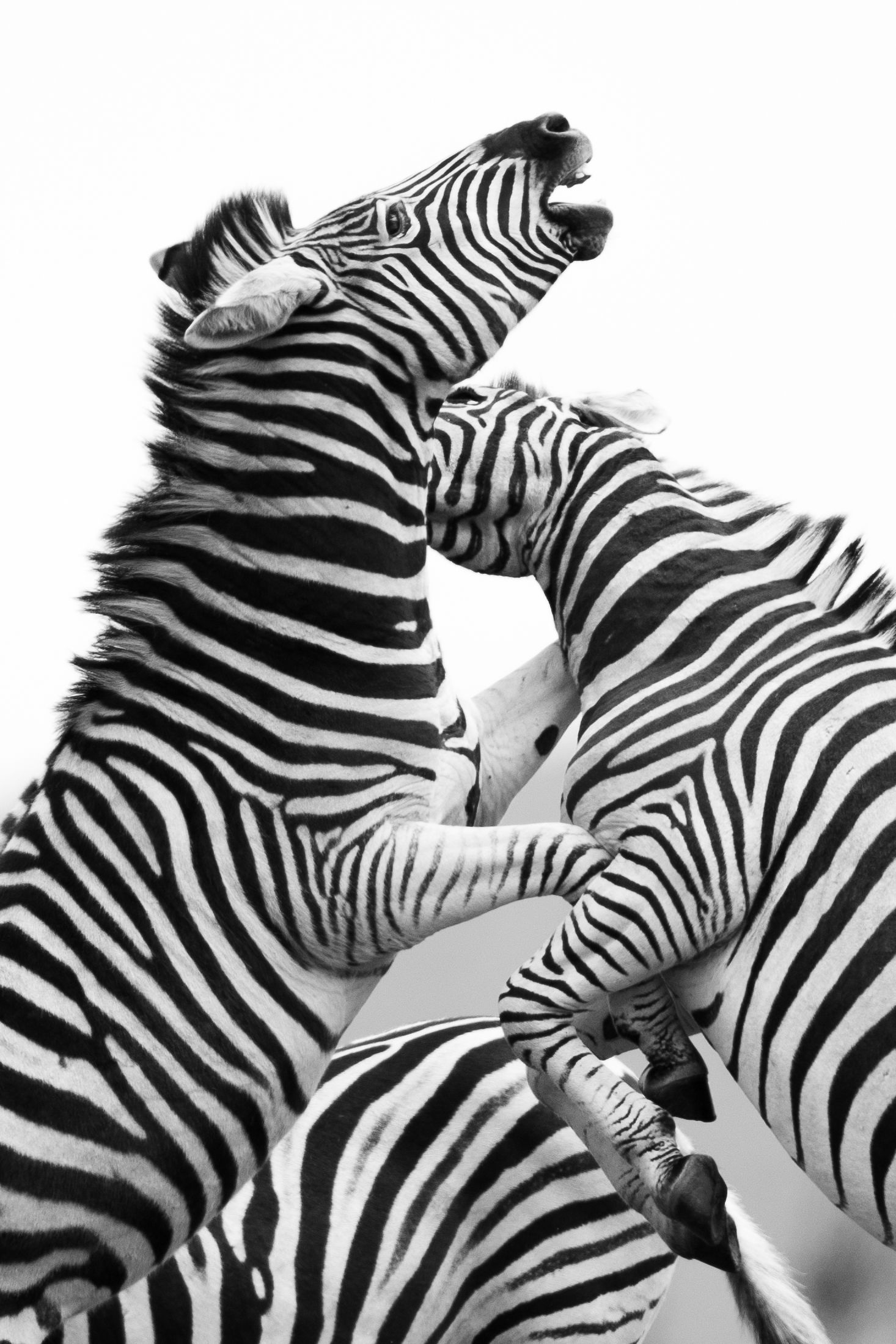 Multiple zebras playfully fighting and biting each other in dramatic black and white photography.