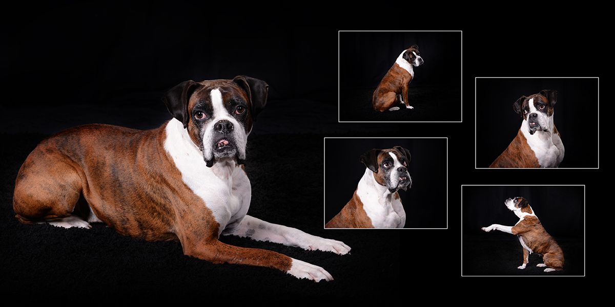 Professional studio portrait of a boxer dog with multiple poses against black background.