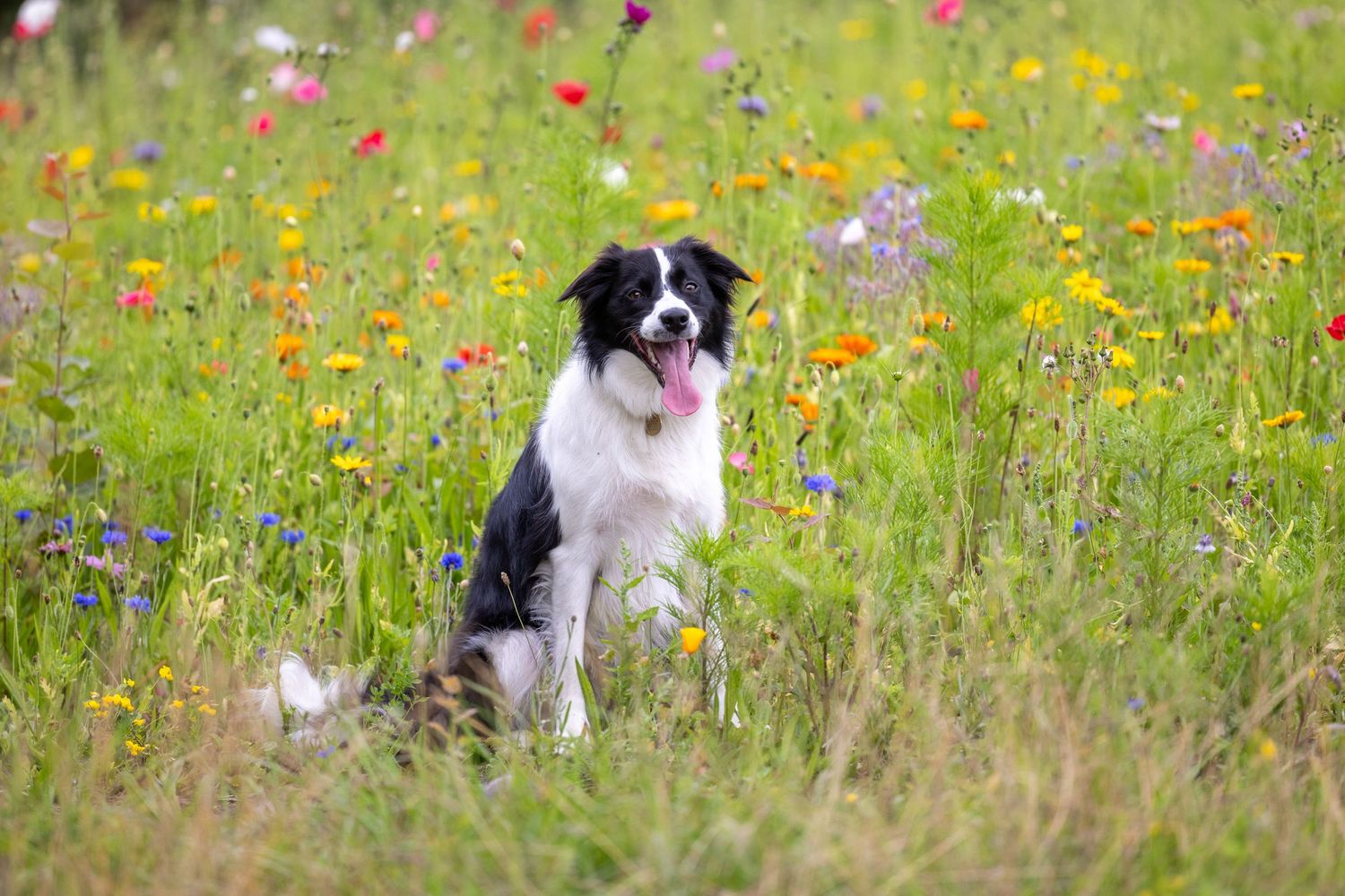 Molly the Collie 2.
