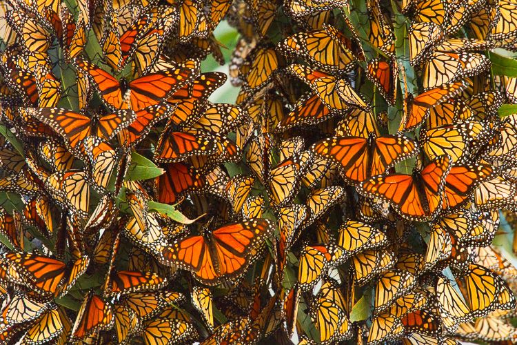 Monarch Butterflies clustered together in Santa Cruz, California