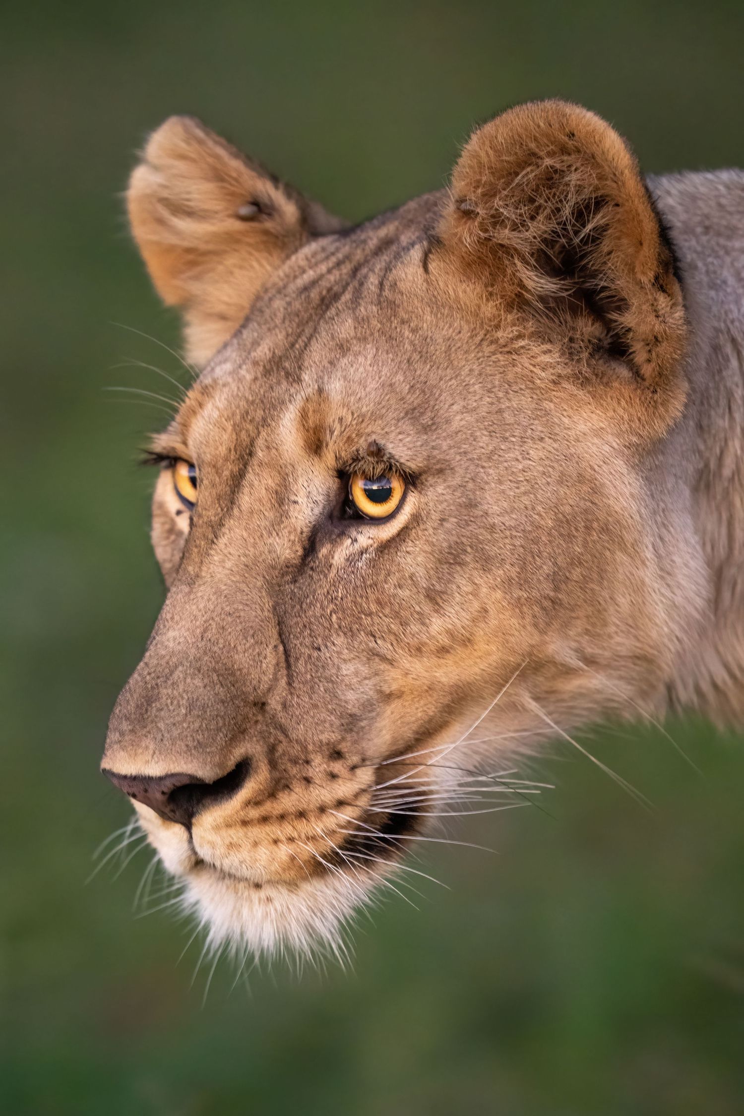 Close-up portrait of lioness showing intense amber eyes and detailed facial features.