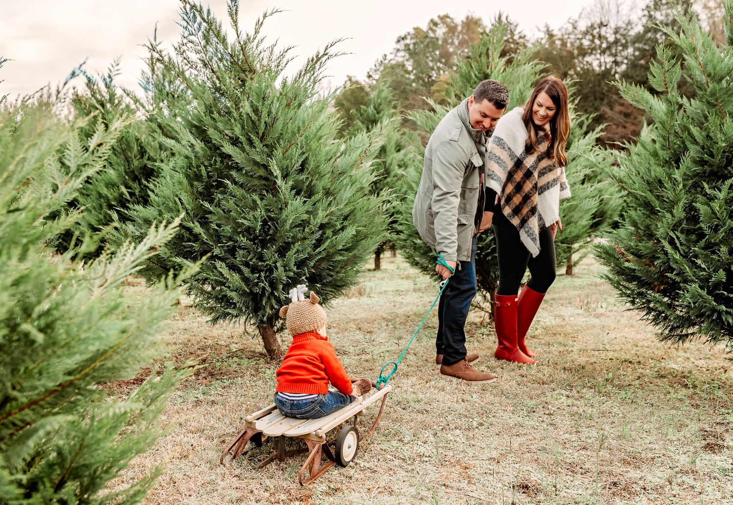 Playful scenes unfold between rows of evergreen trees at a holiday tree farm.