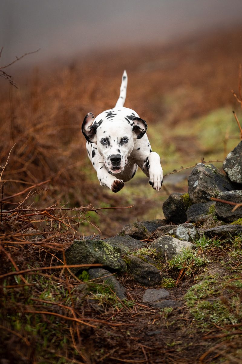 Athletic Dalmatian dog leaping over rocks in mid-air against autumnal background.