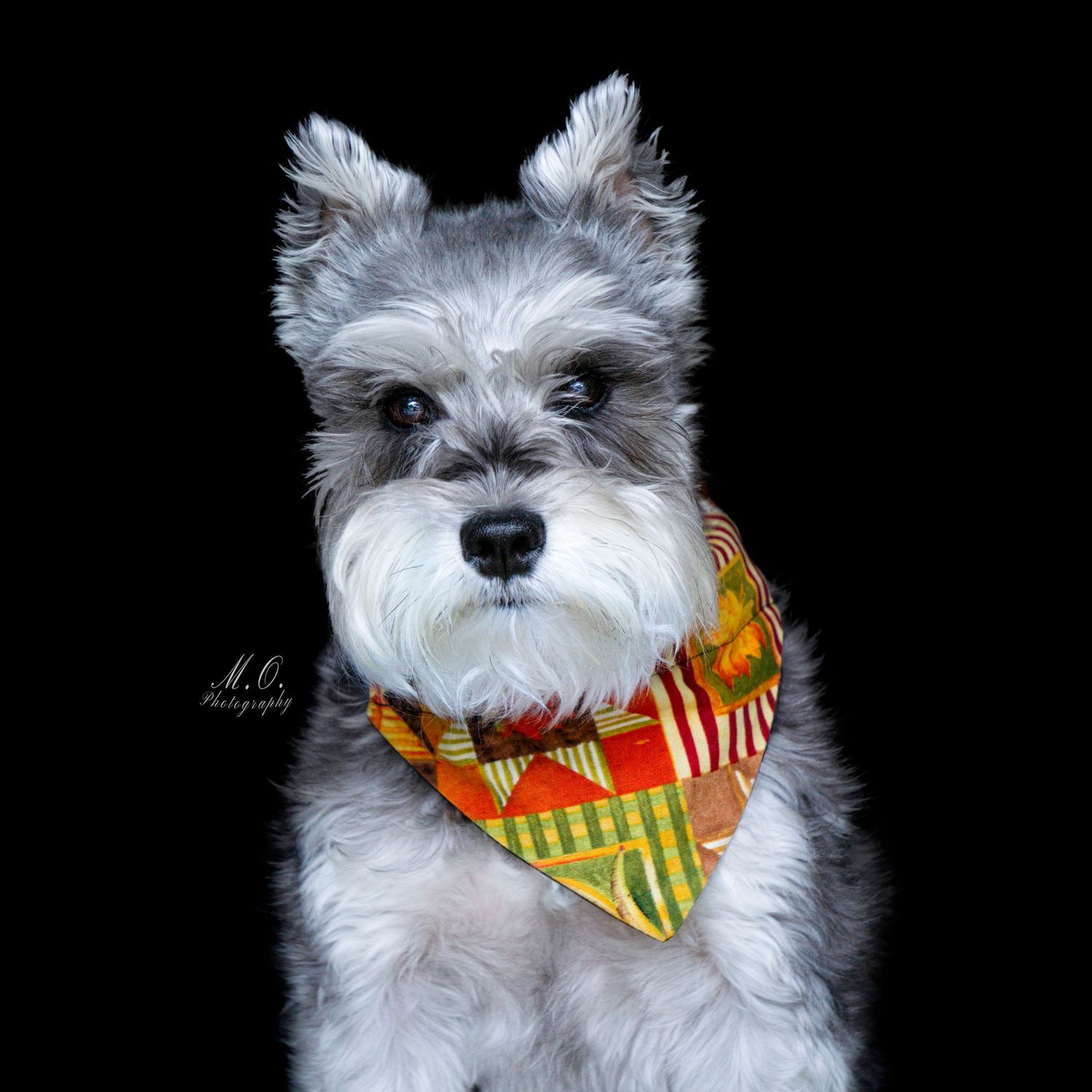 Equine photographer, Lehigh valley, black backgrounds, mo equine photography, horse and rider sessions, pet photography