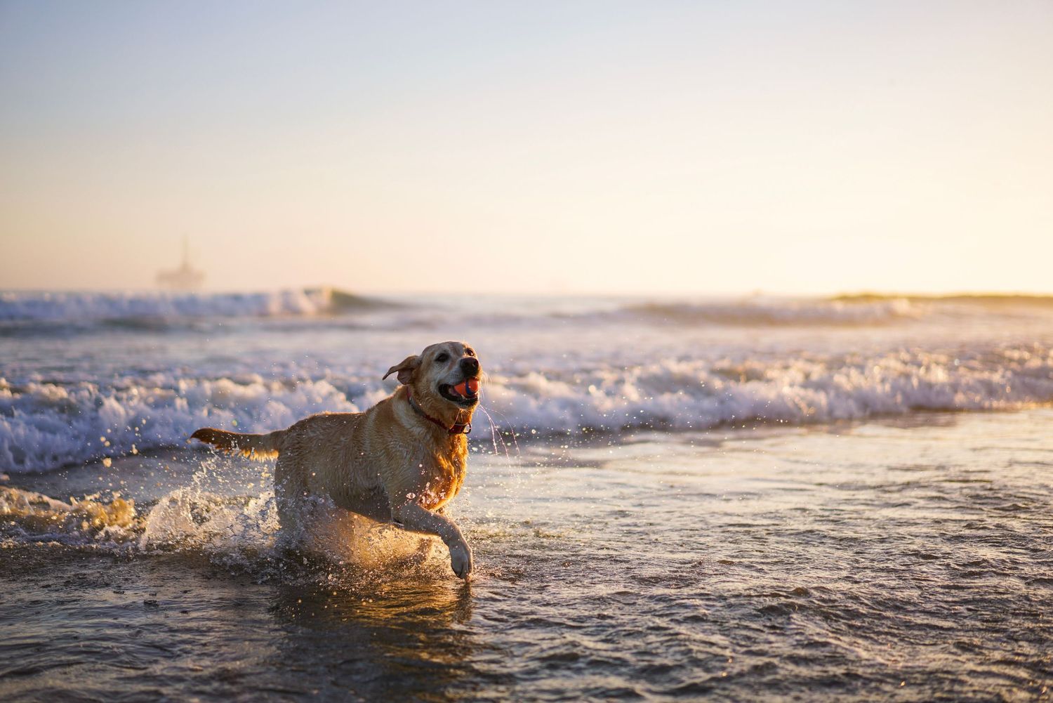 Pet photography by The Iconic Photograph.